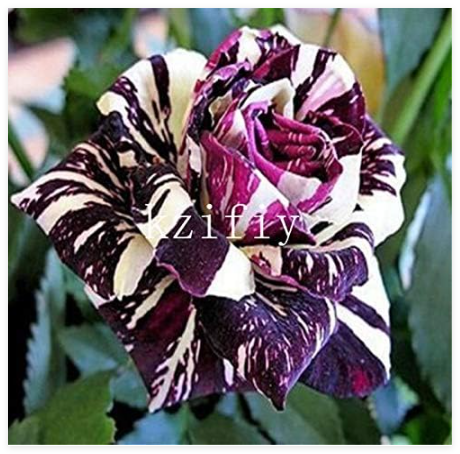 Black Dragon Rose bonsais Seeds, Beautiful Stripe Rose Bush Plant,Home Garden Flower