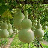 Large Wine Gourd Seeds – High Yield, Easy to Grow, Suitable for Artisans & Gardening Enthusiasts