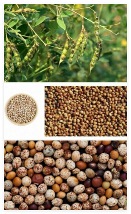 Pigeon Pea Gandule Gungo Seeds Garden Planting Non-GMO