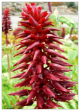 Melianthus Major Shrub Seeds, Exotic Fragrant Giant Honey Bush, Garden Plants
