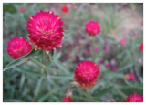 Gomphrena Globosa - QIS Carmine Seed