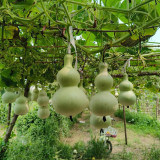 Large Wine Gourd Seeds – High Yield, Easy to Grow, Suitable for Artisans & Gardening Enthusiasts