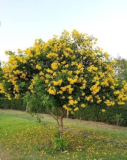 Yellow Bells Tecoma Stans Seeds Detailed Growing Guide)