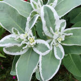 Snow-on-the-Mountain Seeds | Euphorbia marginata | Vivid Silvery White Margins, Perfect for Garden Wall & Pathway