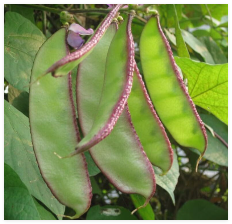 Hyacinth Bean Seeds, Lablab Beans Seeds,Indian Broad Beans