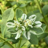 Snow-on-the-Mountain Seeds | Euphorbia marginata | Vivid Silvery White Margins, Perfect for Garden Wall & Pathway
