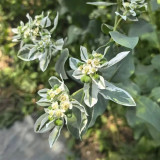 Snow-on-the-Mountain Seeds | Euphorbia marginata | Vivid Silvery White Margins, Perfect for Garden Wall & Pathway