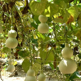 Large Wine Gourd Seeds – High Yield, Easy to Grow, Suitable for Artisans & Gardening Enthusiasts