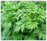 Mugwort Seeds Perennial HERB Garden Plants Artemisia VULGARIA