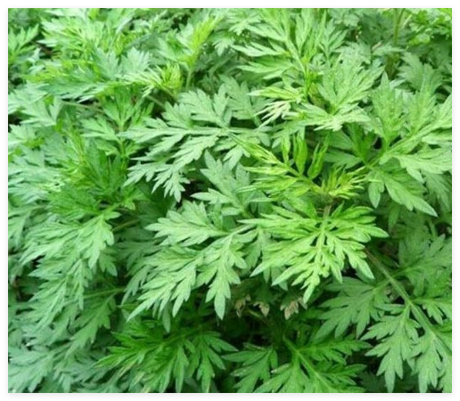 Mugwort Seeds Perennial HERB Garden Plants Artemisia VULGARIA