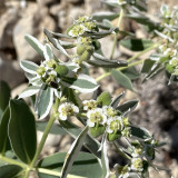 Snow-on-the-Mountain Seeds | Euphorbia marginata | Vivid Silvery White Margins, Perfect for Garden Wall & Pathway
