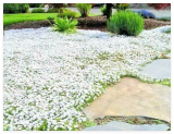 Snow in Summer Flower Seeds Perennial Flowering Groundcover Drought Tolerant
