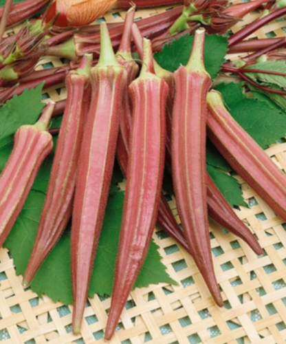 Jing Orange Okra Seeds – - Heirloom - Fresh - Rare