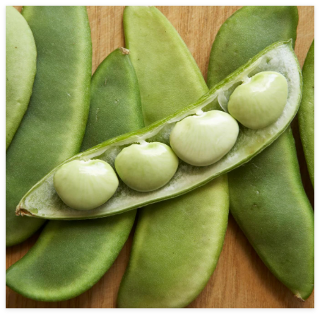Fordhook 242 Lima Bean Seeds - for New Planting AAS Winner Large