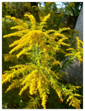 Goldenrod - Solidago Canadensis Seeds Showy Flowers for pollinators!