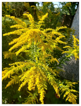 Goldenrod - Solidago Canadensis Seeds Showy Flowers for pollinators!
