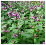 Chelone obliqua Turtlehead Seeds