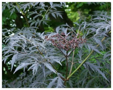 Black L Leaf Elderberry Shrub Seeds, Black L Sambucus nigra, Showy