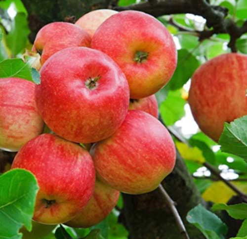 America Seed Plant Apple Fruit Heirloom Rare Fruit Exotic Dwarf Perennial Tree Indoor Outdoor Planting