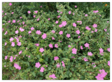Pink Rock Rose Pavonia lasiopetala Seeds Free SH