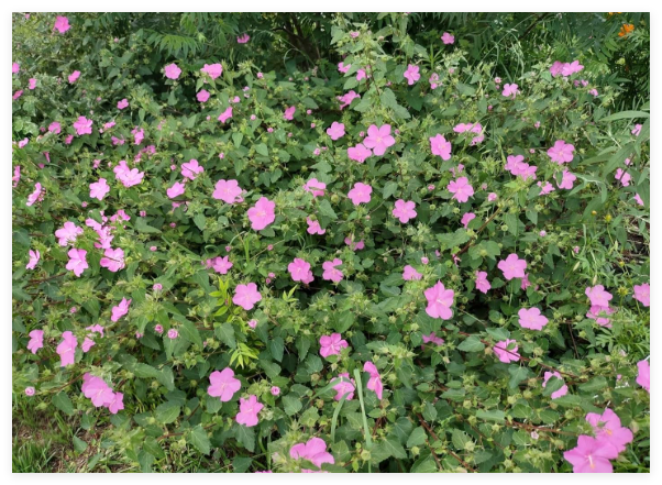 Pink Rock Rose Pavonia lasiopetala Seeds Free SH