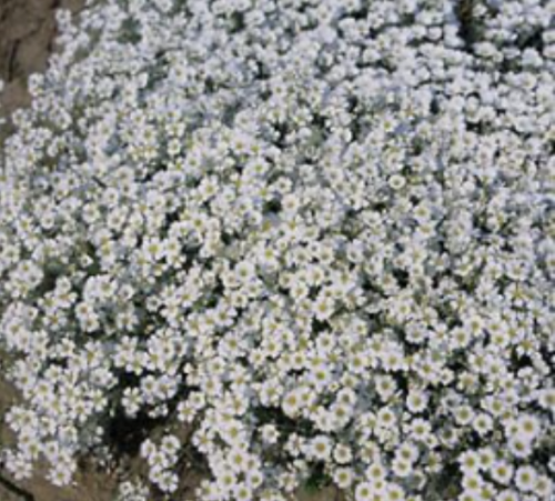 Cerastium tomentosum Seeds