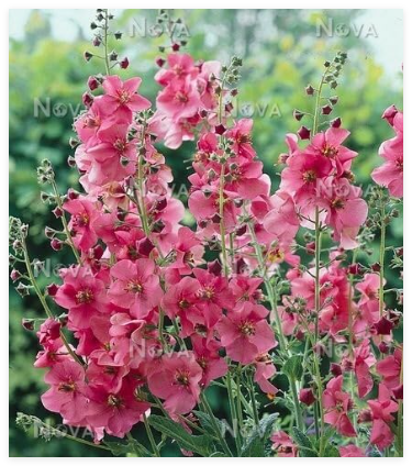 Verbascum Phoeniceum Rosetta Seed