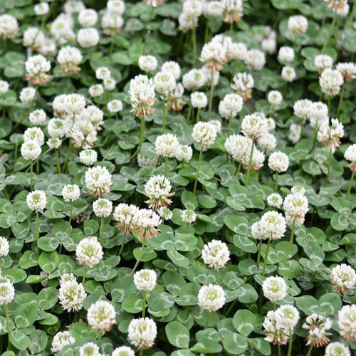 White Clover | High-Quality Leguminous Forage, Tender & Palatable Foliage, Nitrogen Fixation, Soil Conservation, Low Maintenance