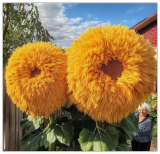 Yellow Enchanting Giant Teddy Bear Sunflower Seeds