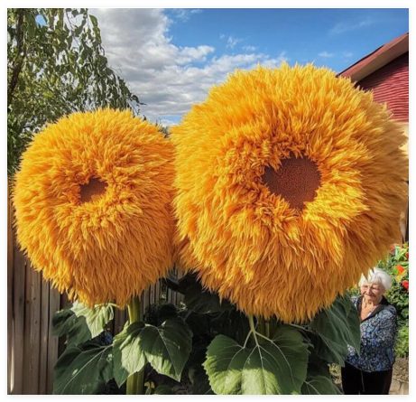Yellow Enchanting Giant Teddy Bear Sunflower Seeds
