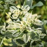 Snow-on-the-Mountain Seeds | Euphorbia marginata | Vivid Silvery White Margins, Perfect for Garden Wall & Pathway