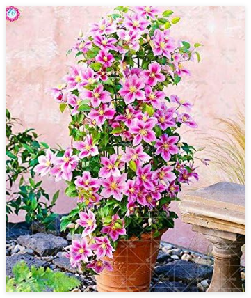 Climbing Clematis (not Bulb) Clematis Florida Seed Flower Perennial Flowering Potted Plants DIY Home Garden - (Color: 3)