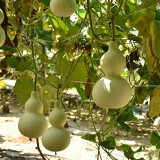 Large Wine Gourd Seeds – High Yield, Easy to Grow, Suitable for Artisans & Gardening Enthusiasts