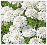 Evergreen Candytuft Seeds, Snow White, Perennial, IBERIS SEMPERVIRENS