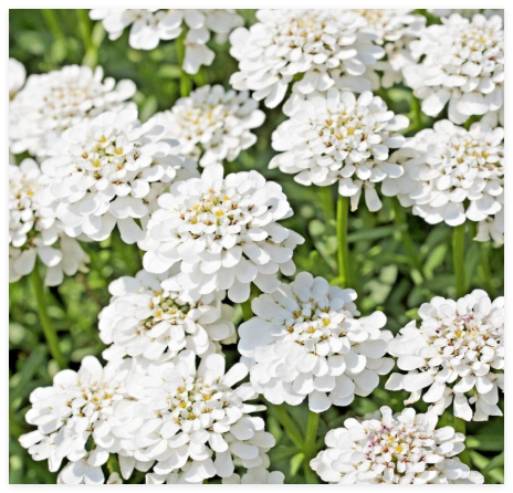 Evergreen Candytuft Seeds, Snow White, Perennial, IBERIS SEMPERVIRENS