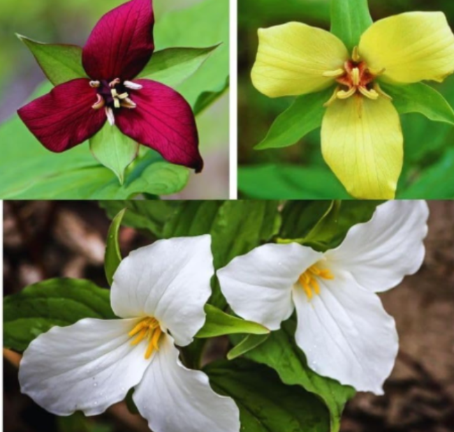 Trillium Mixed (Trillium Erect) | Bulbs