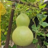 Extra-Large Bottle Gourd Seeds - Easy to grow and manage, thick shell, ideal for home decor & handicraft making