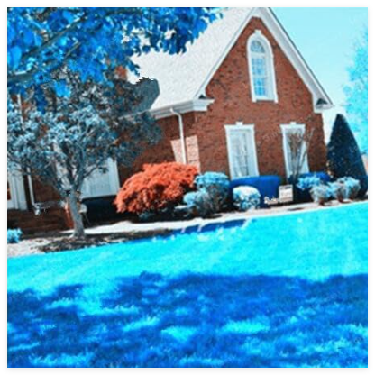 Blue Grass Seed Rare Lawn Seed Semenatsvety Perennial Garden Outdoor Ornamentals Grass Germination Rate of 95%