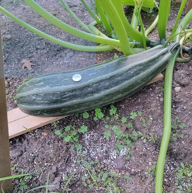 Costata Romanesco Italian Zucchini Seeds (Heirloom) Seeds