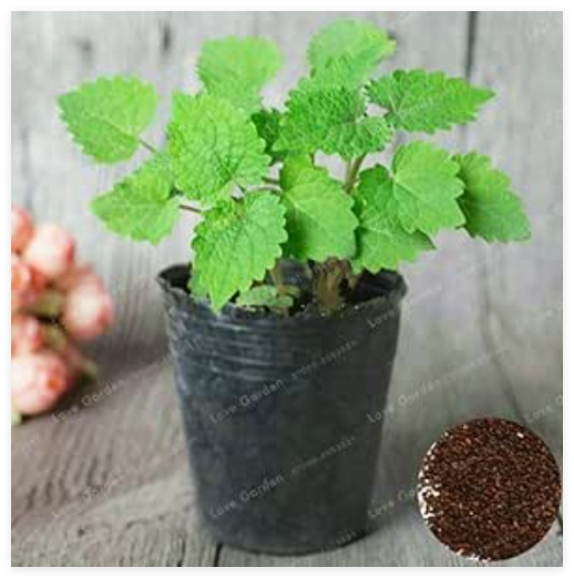 Real Agastache Rugosa Seed Korean Mint Blue Licorice Seed Beautiful Flower Seed Plant Home Garden