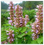 Blooming Agastache Rugosa Musk Plant Outdoor & Indoor Seed Potted Perennial Hreb Plant for Home Garden Decor - (Color: 9)