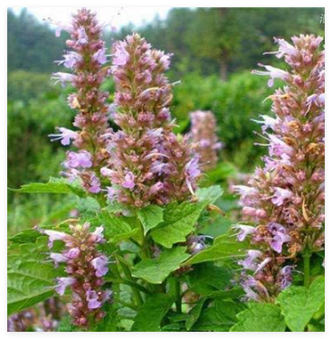 Blooming Agastache Rugosa Musk Plant Outdoor & Indoor Seed Potted Perennial Hreb Plant for Home Garden Decor - (Color: 9)