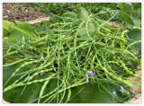 Organic Heirloom Rat-Tailed Radish, US Homegrown Radish Pods Seeds