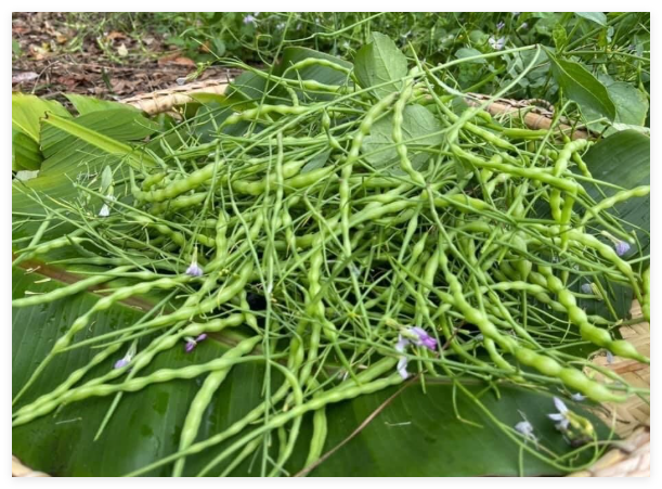 Organic Heirloom Rat-Tailed Radish, US Homegrown Radish Pods Seeds