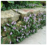 Kenilworth Ivy Seeds - Ground Cover - Vine