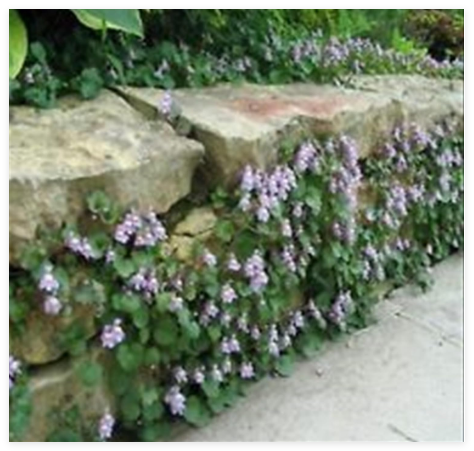 Kenilworth Ivy Seeds - Ground Cover - Vine