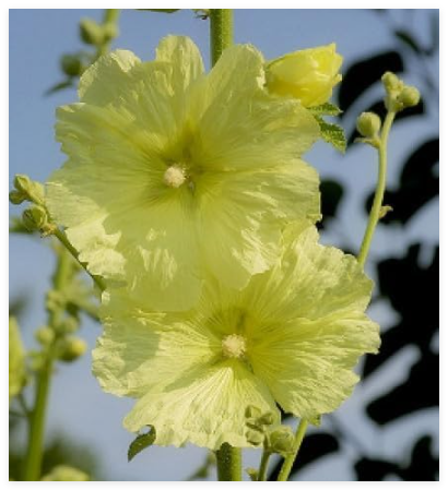 Alcea Rugosa Seeds Perennial Russian Hollyhock Yellow
