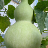 Extra-Large Bottle Gourd Seeds - Easy to grow and manage, thick shell, ideal for home decor & handicraft making