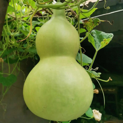 Extra-Large Bottle Gourd Seeds - Easy to grow and manage, thick shell, ideal for home decor & handicraft making