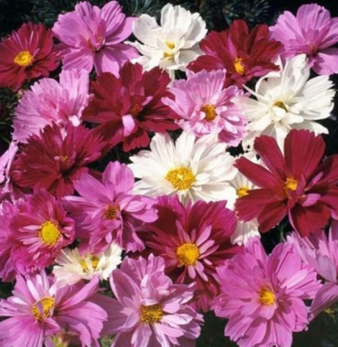 Cosmos Psyche Mix Beautiful 4” Frilly Double Petals 3-4’ High Non-GMO Seeds.